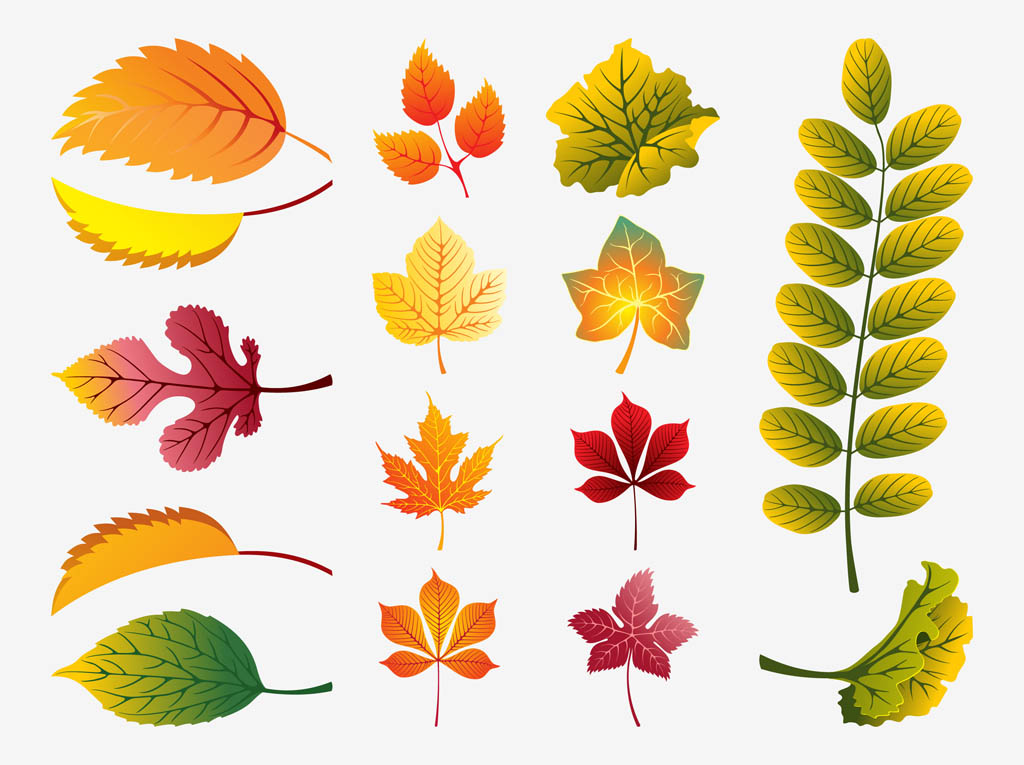 10 Autumn Leaves Vector Free Images