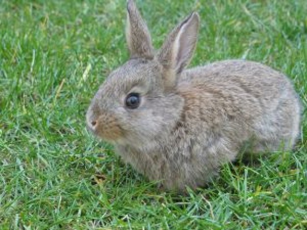 Free Downloadable Rabbit in Grass