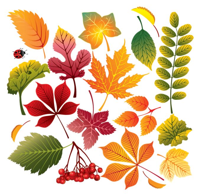 Free Vector Fall Leaves