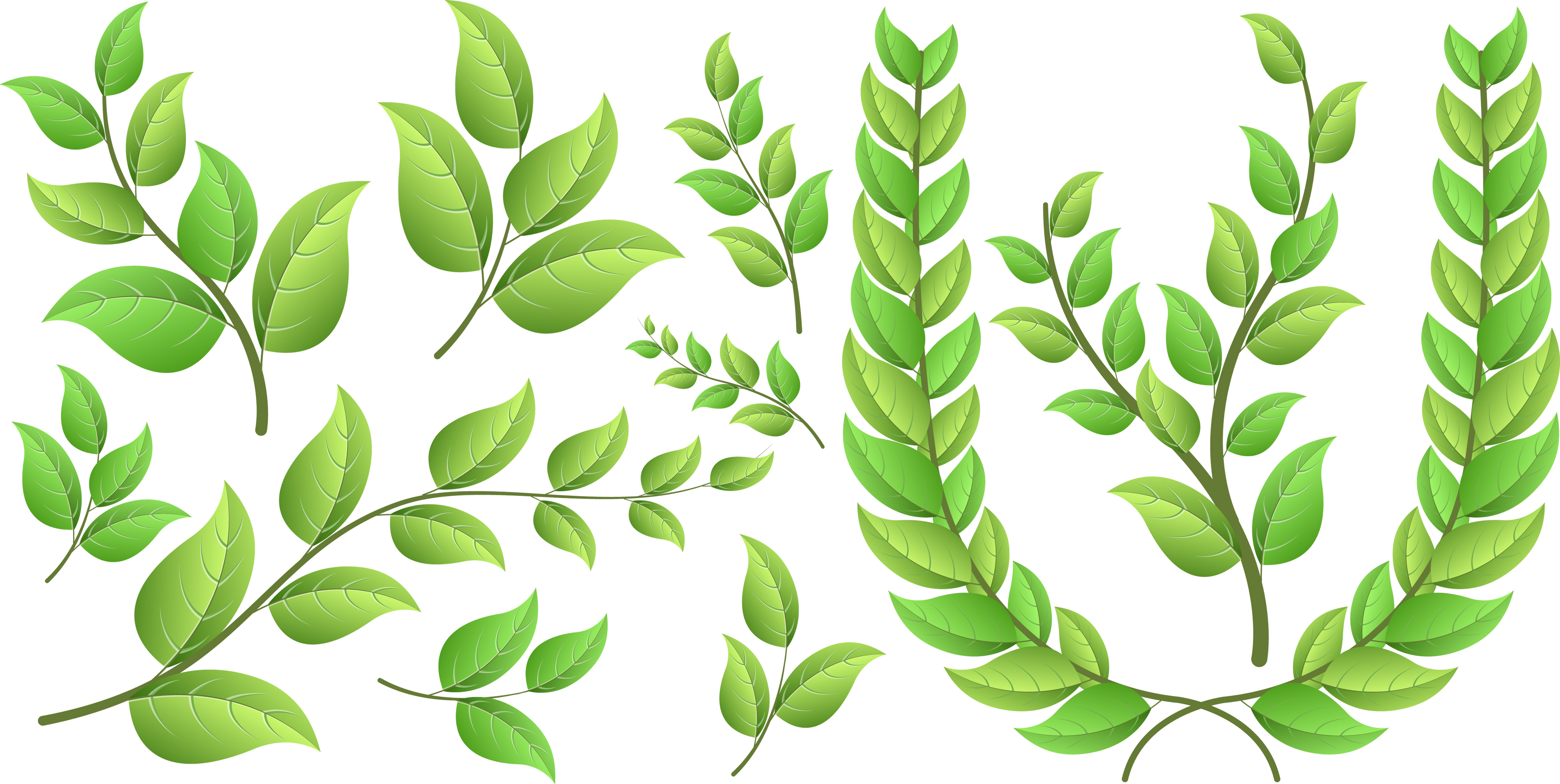 Green Leaf Vector