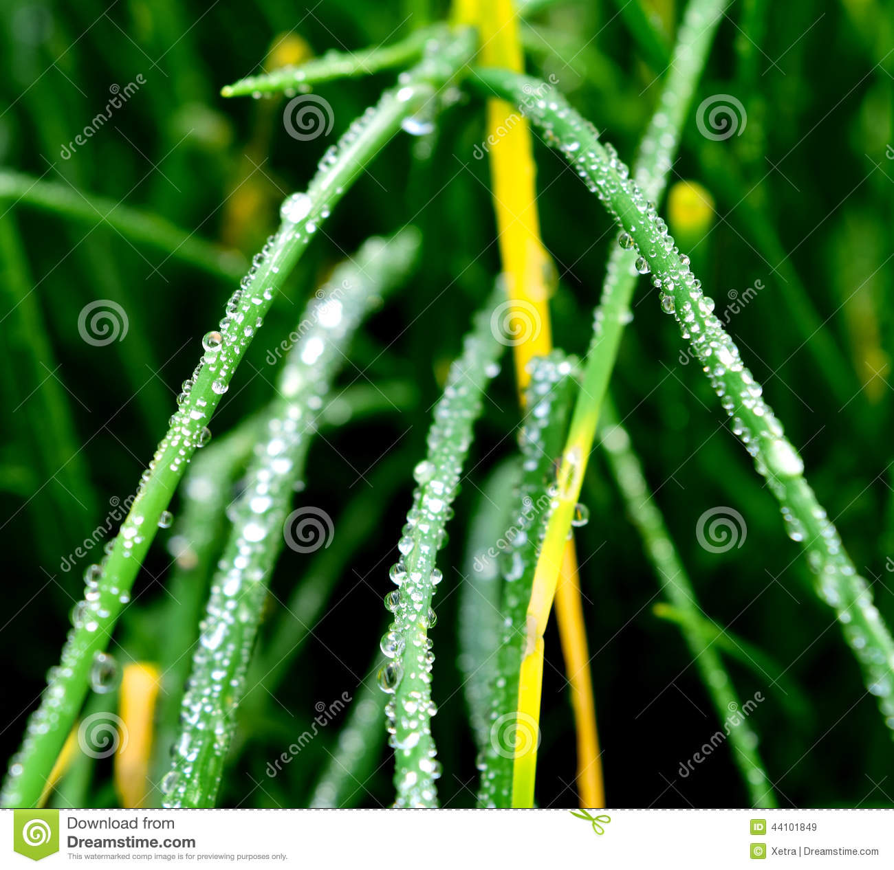 Green Plants with Water Drops