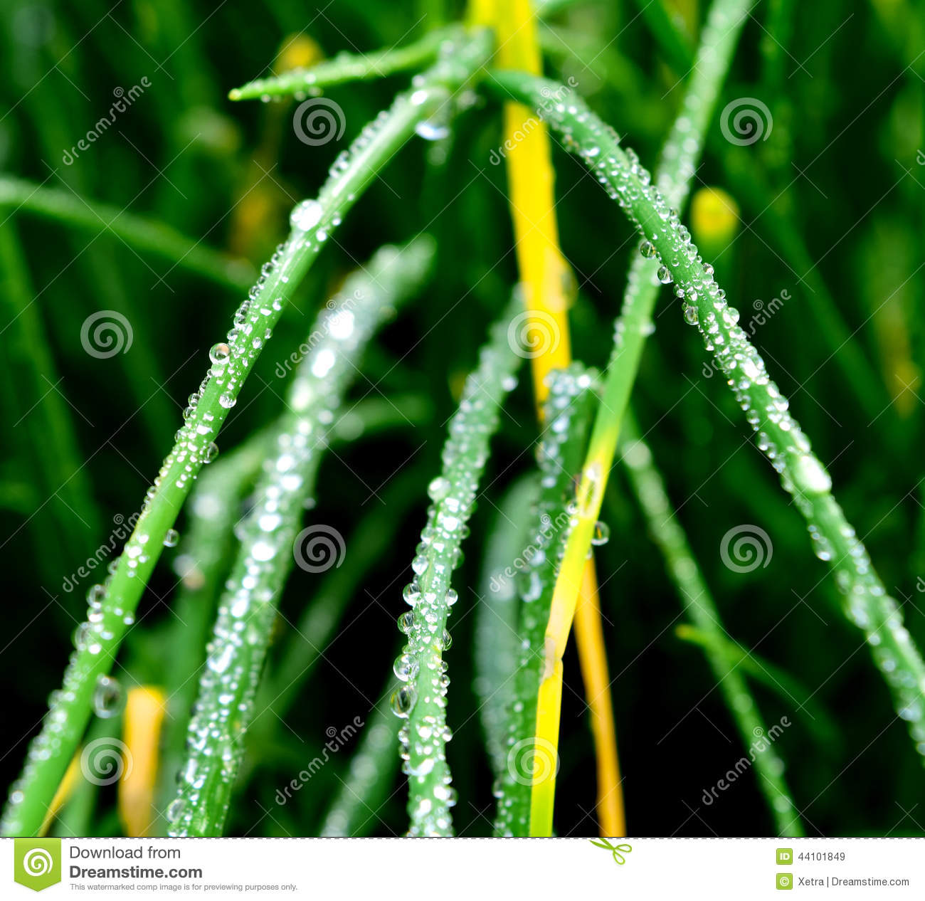 Green Plants with Water Drops Green Plants with Water Drops