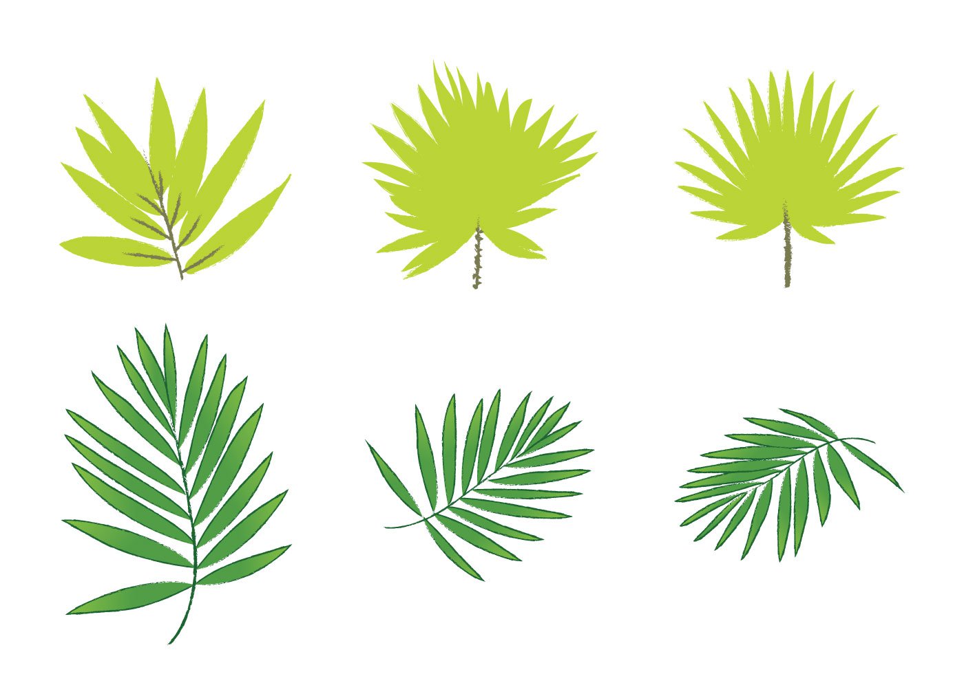 Palm Leaves Free Vector Graphics