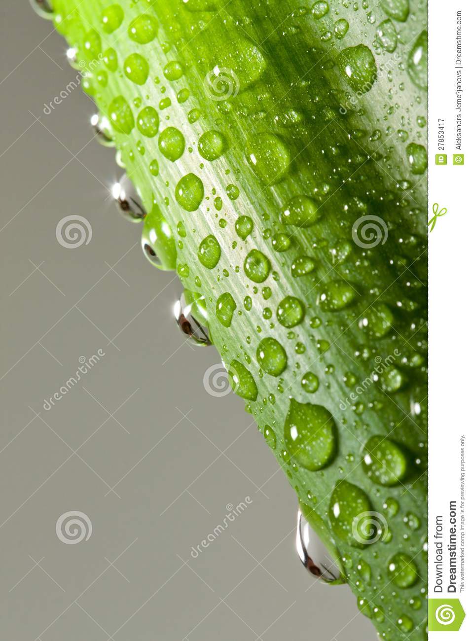 Photography of Water Drops On Plants Photography of Water Drops On Plants