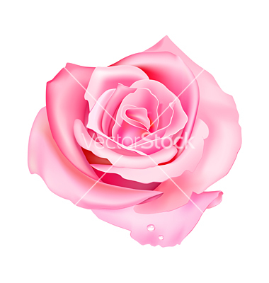 Pink Roses Vector Graphics