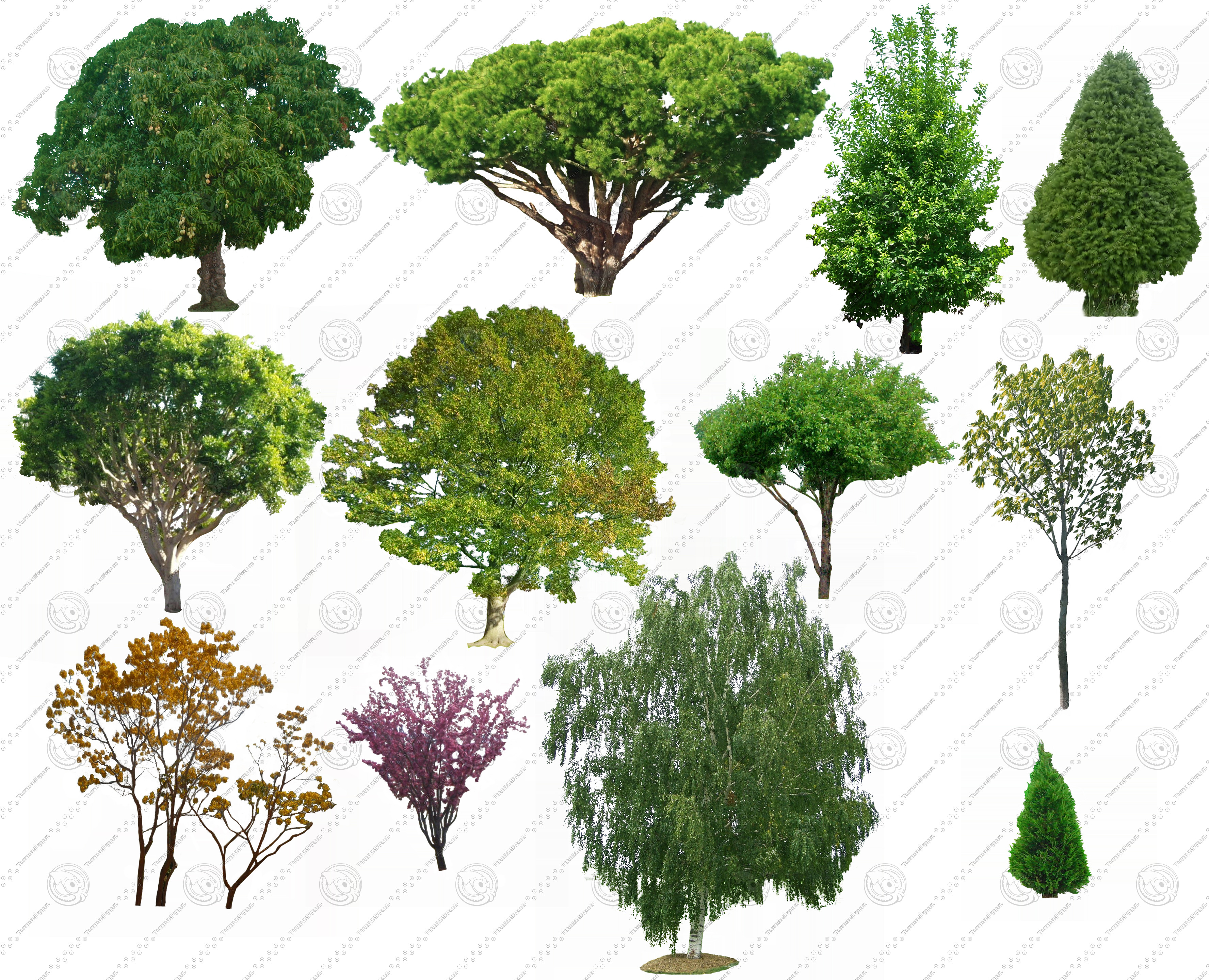 Plan View Trees Photoshop Texture