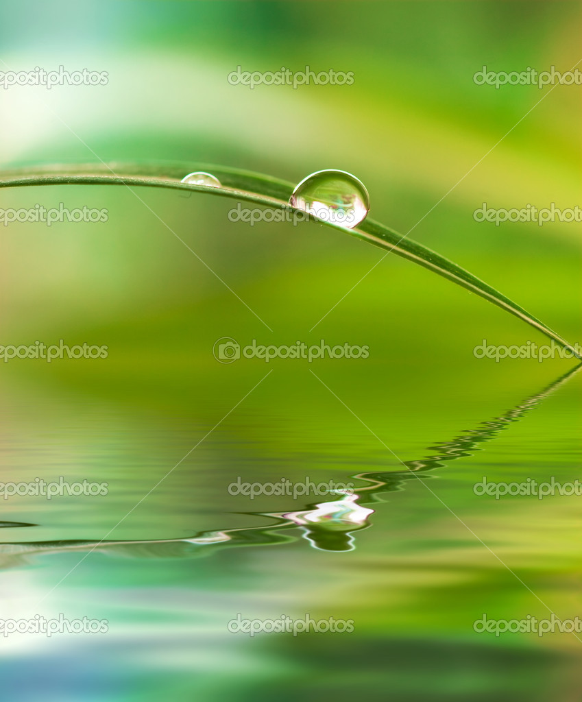Plants with Water Droplets On Leaves