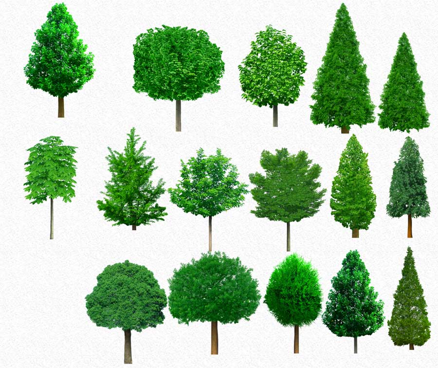 14 PSD Plants Trees Images