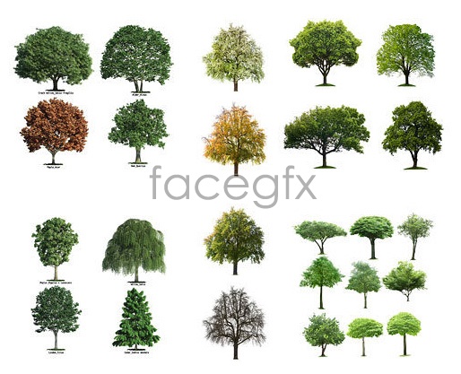 PSD Tree Free Download PSD Tree Free Download
