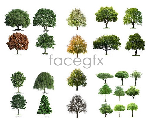 PSD Tree Free Download