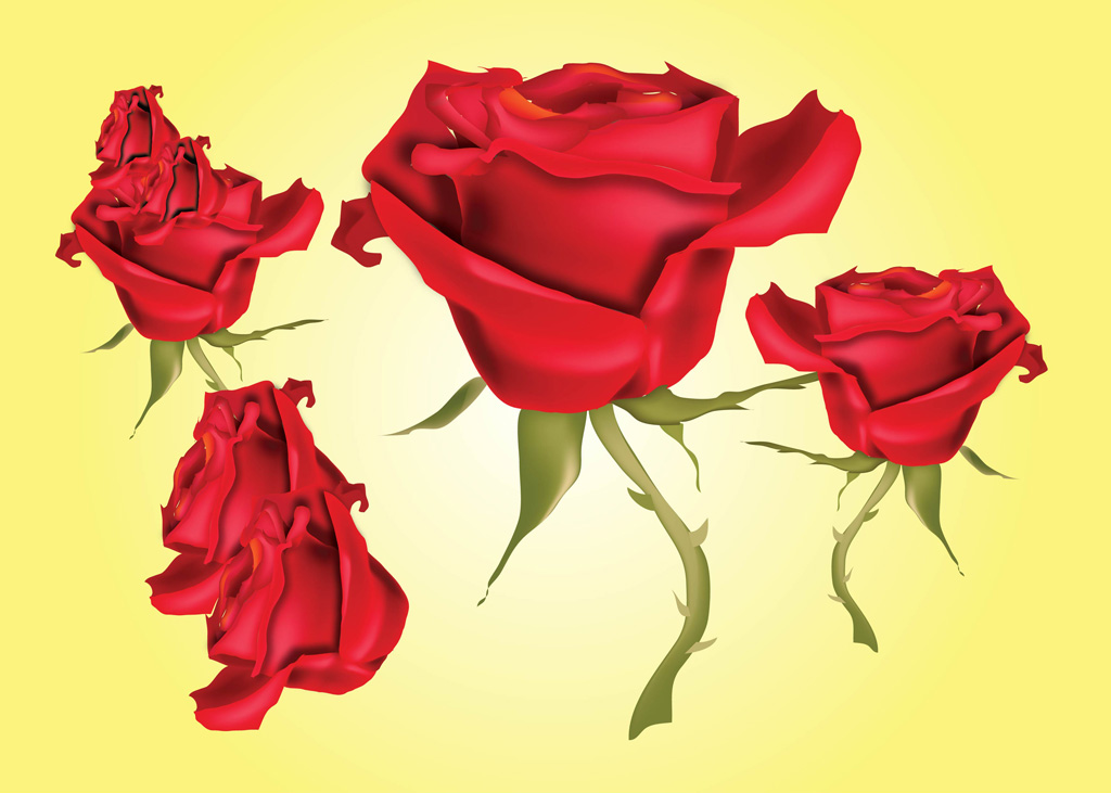 Red Rose Vector Illustration