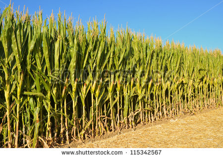 Rows of Corn Stalks Illustration
