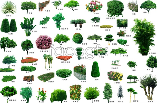 Small Pine Trees Landscaping