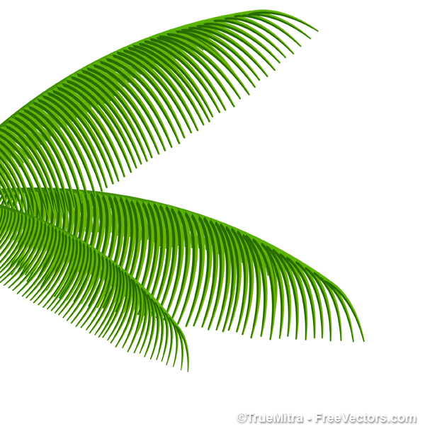 Vector Palm Tree Leaves