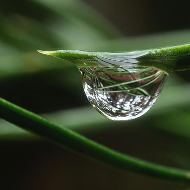 11 Photos of Photography Water Drops On Plants