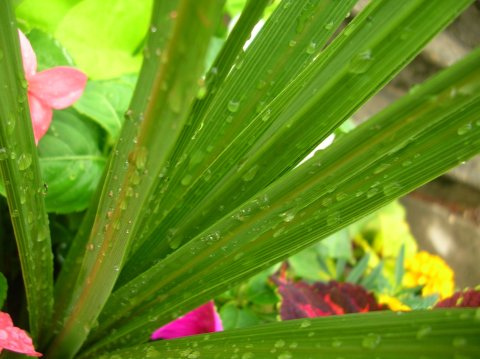 Water Droplets On Plants Water Droplets On Plants