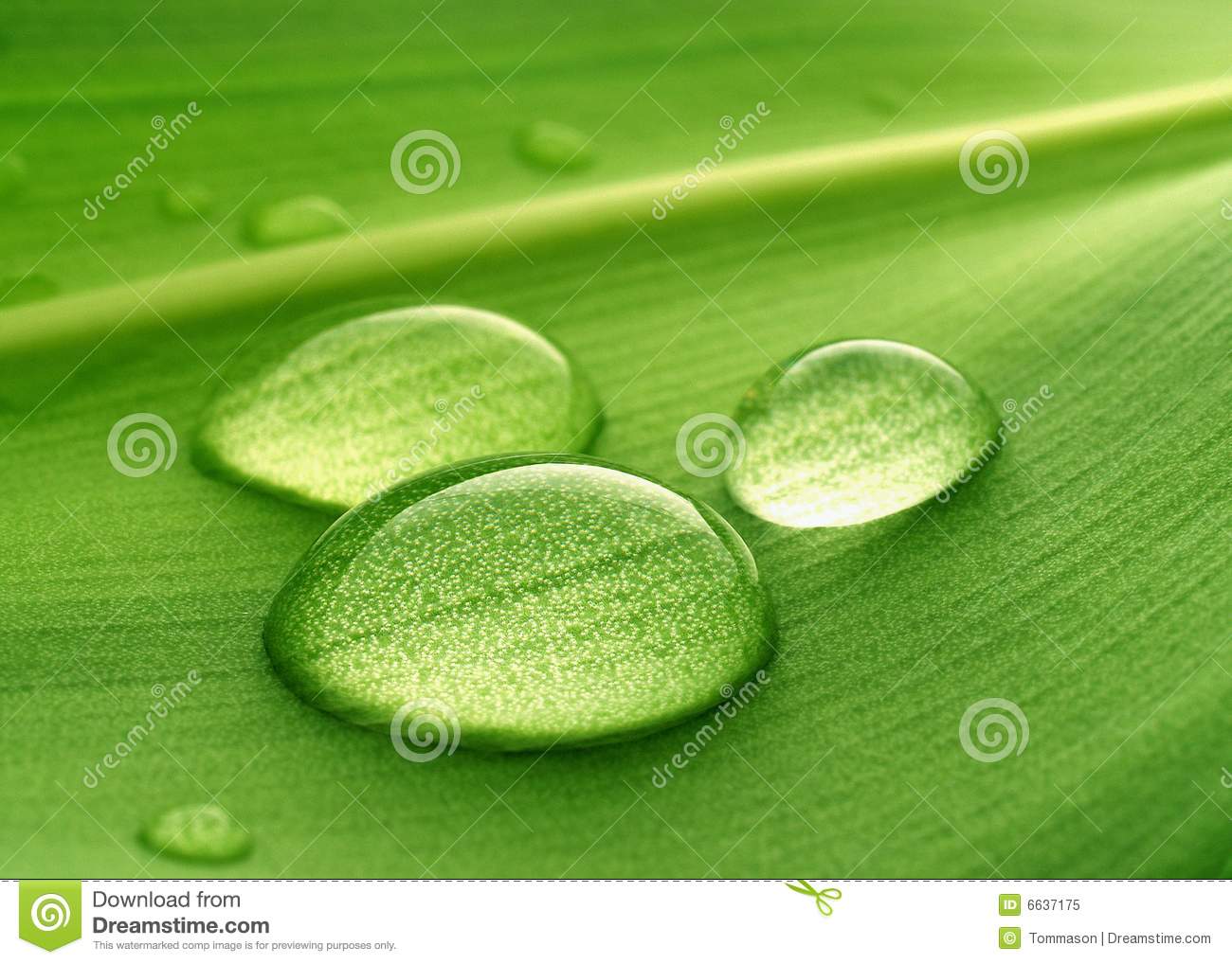 Water Droplets On Plants