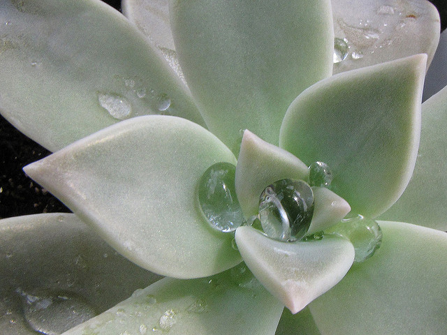 Water Drops On Plants
