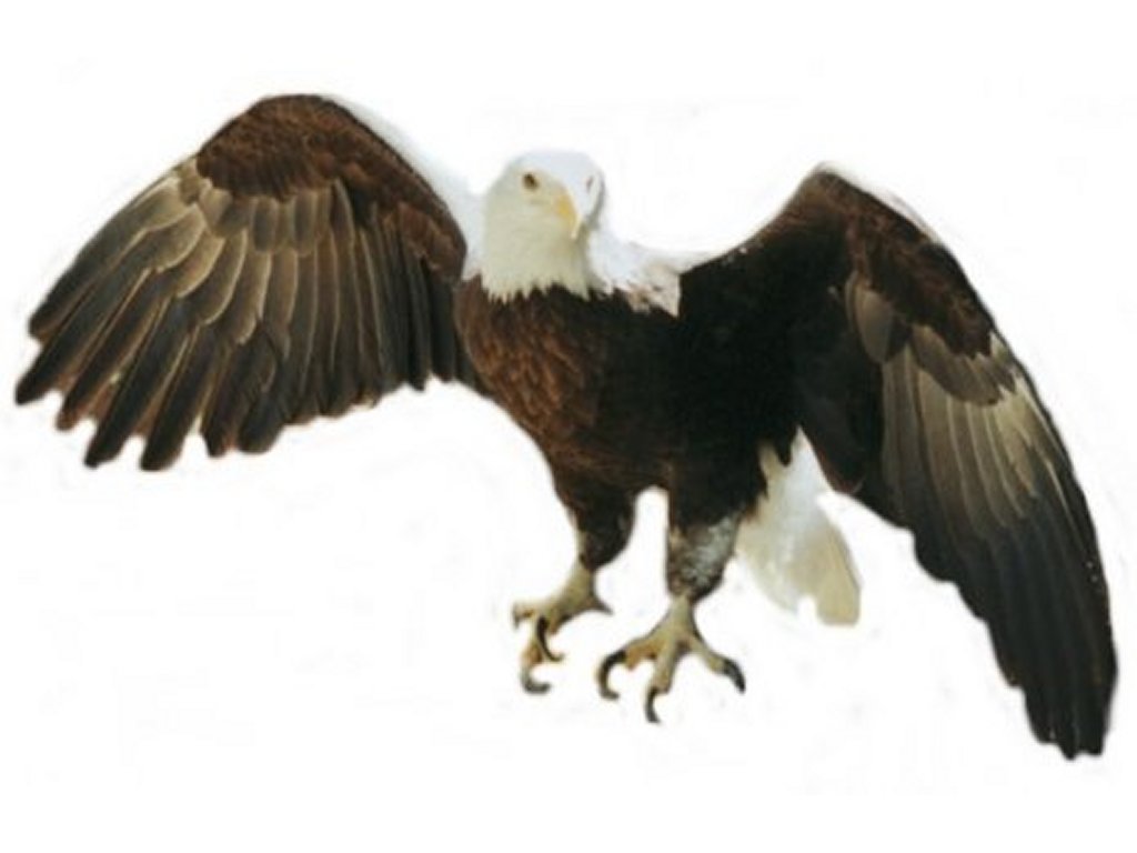 American Bald Eagle Clip Art