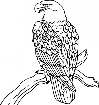Bald Eagle Outline Drawing