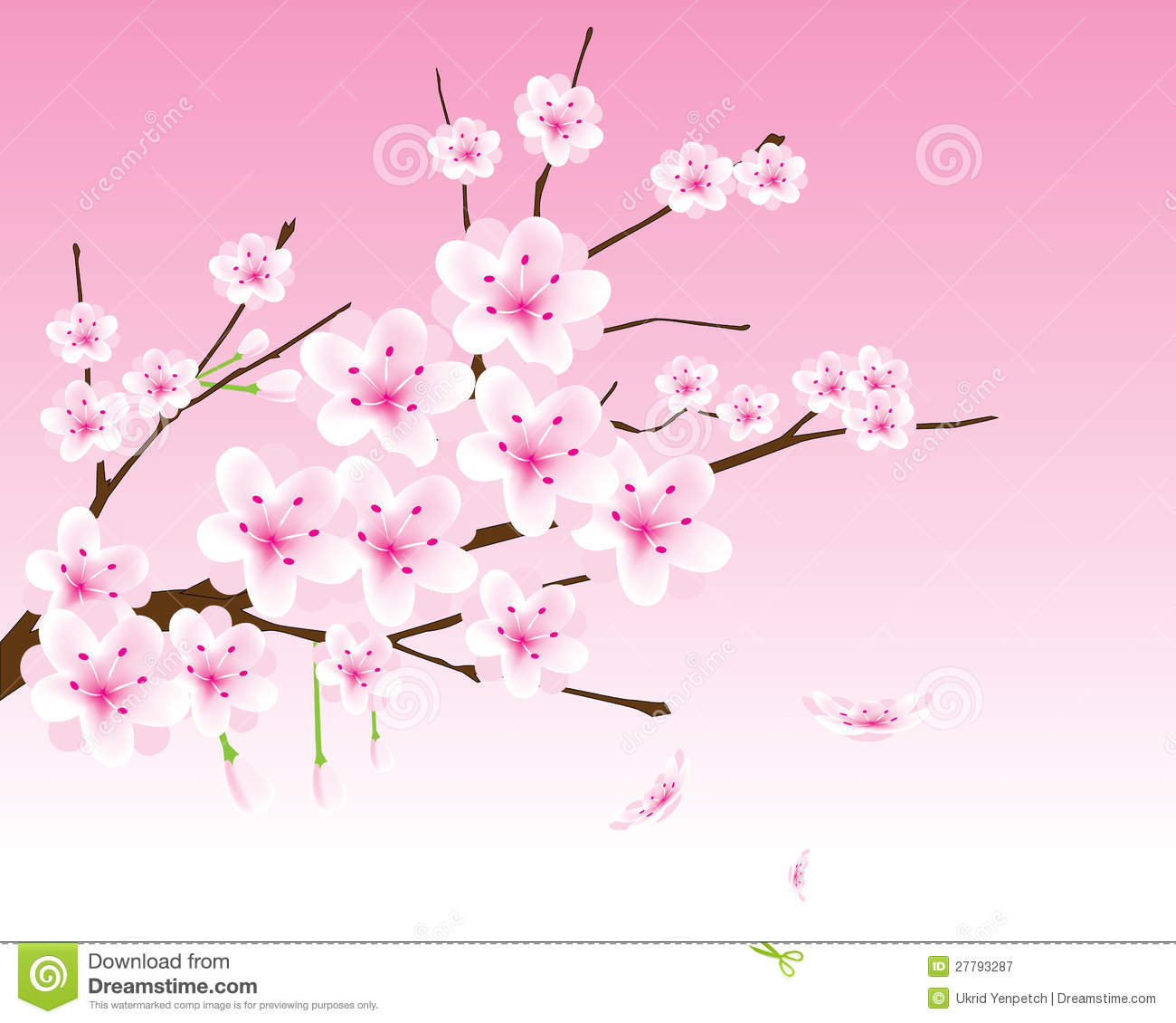 Cherry Blossom Branch Vector