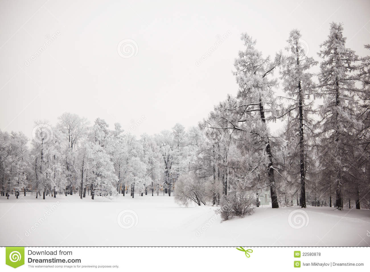 Copyright Free Images Winter Trees