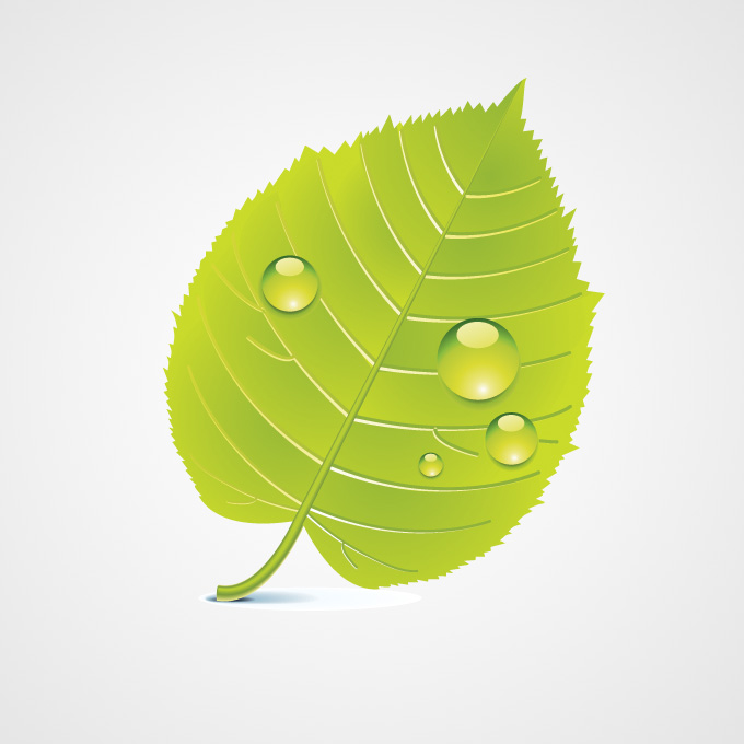 Green Leaf Free Vector Icons