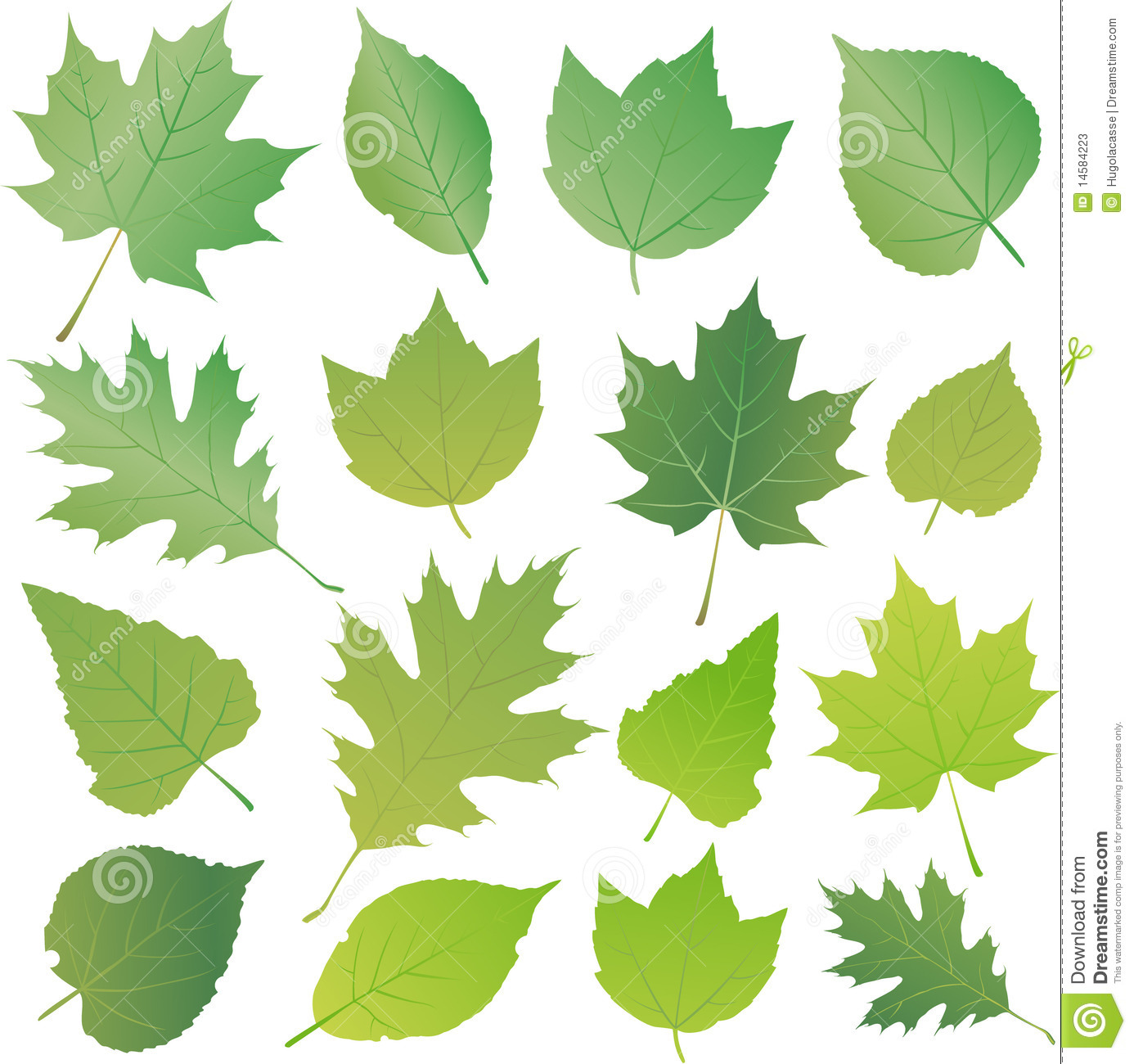 Green Leaves Vector