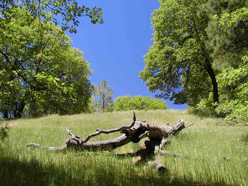 High Resolution Forest Trees