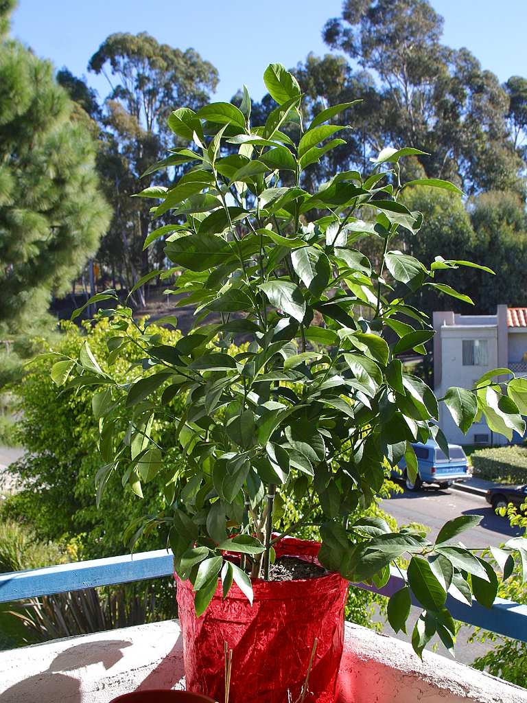 High Resolution Lemon Tree Plant