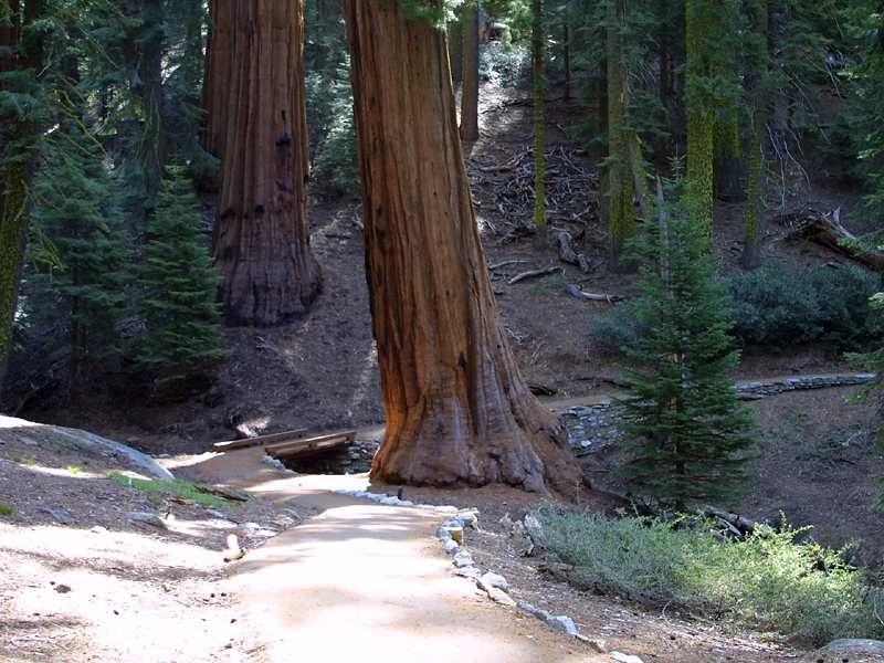 High Resolution Sequoia Trees