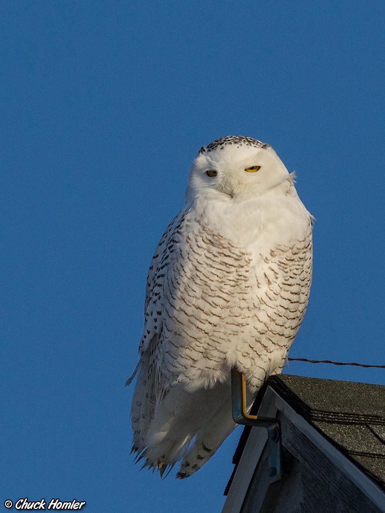Irruptions Snowy Owl