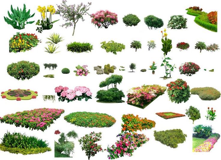 Photoshop Landscape Plants