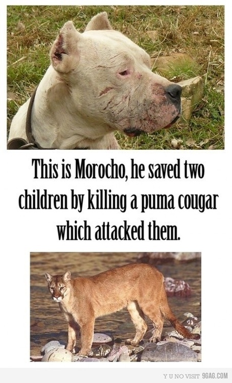 Pit Bull Dogs That Are Hero's