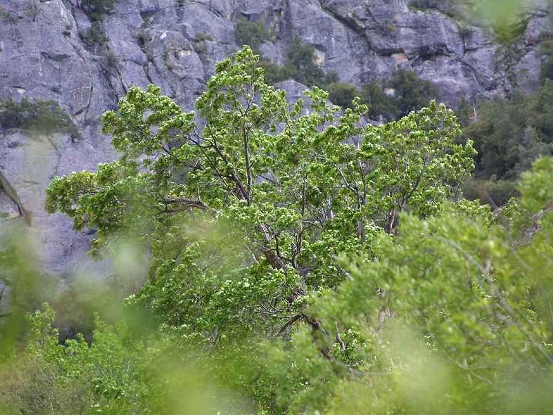 Public-Domain Tree Leaves