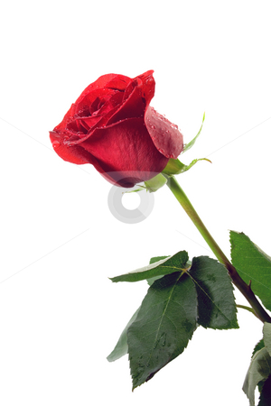 Red Roses White Background No Watermarks