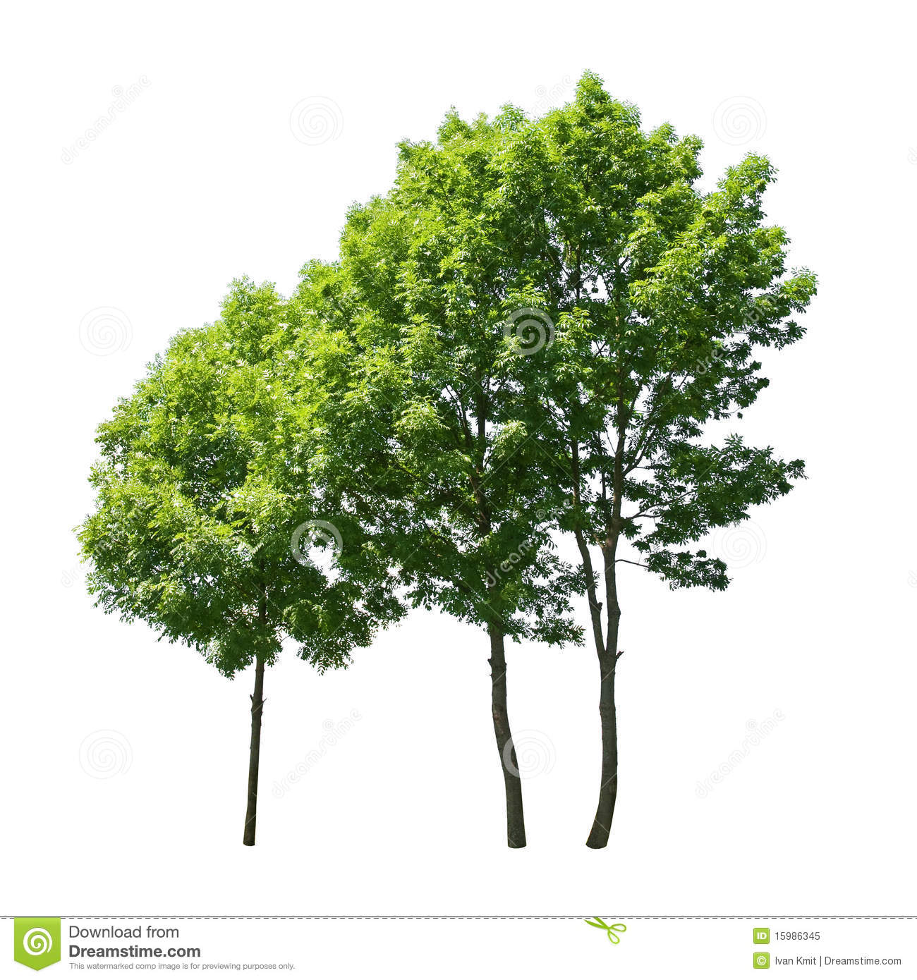 Royalty Free Tree Images