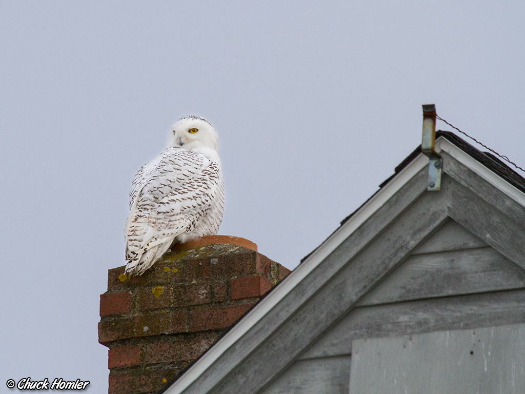 Snowy Owl Graphic