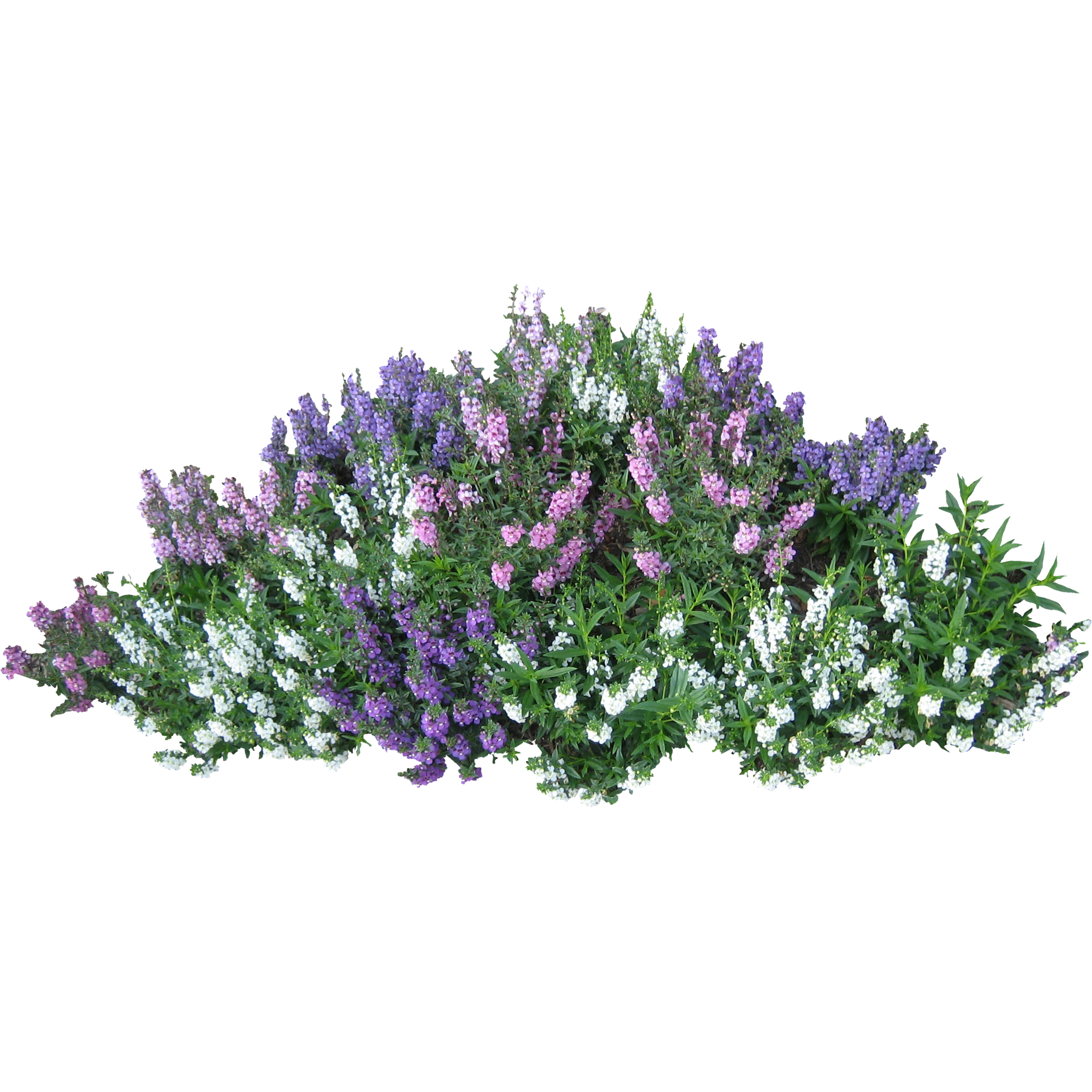 Transparent PNG Flower Bushes