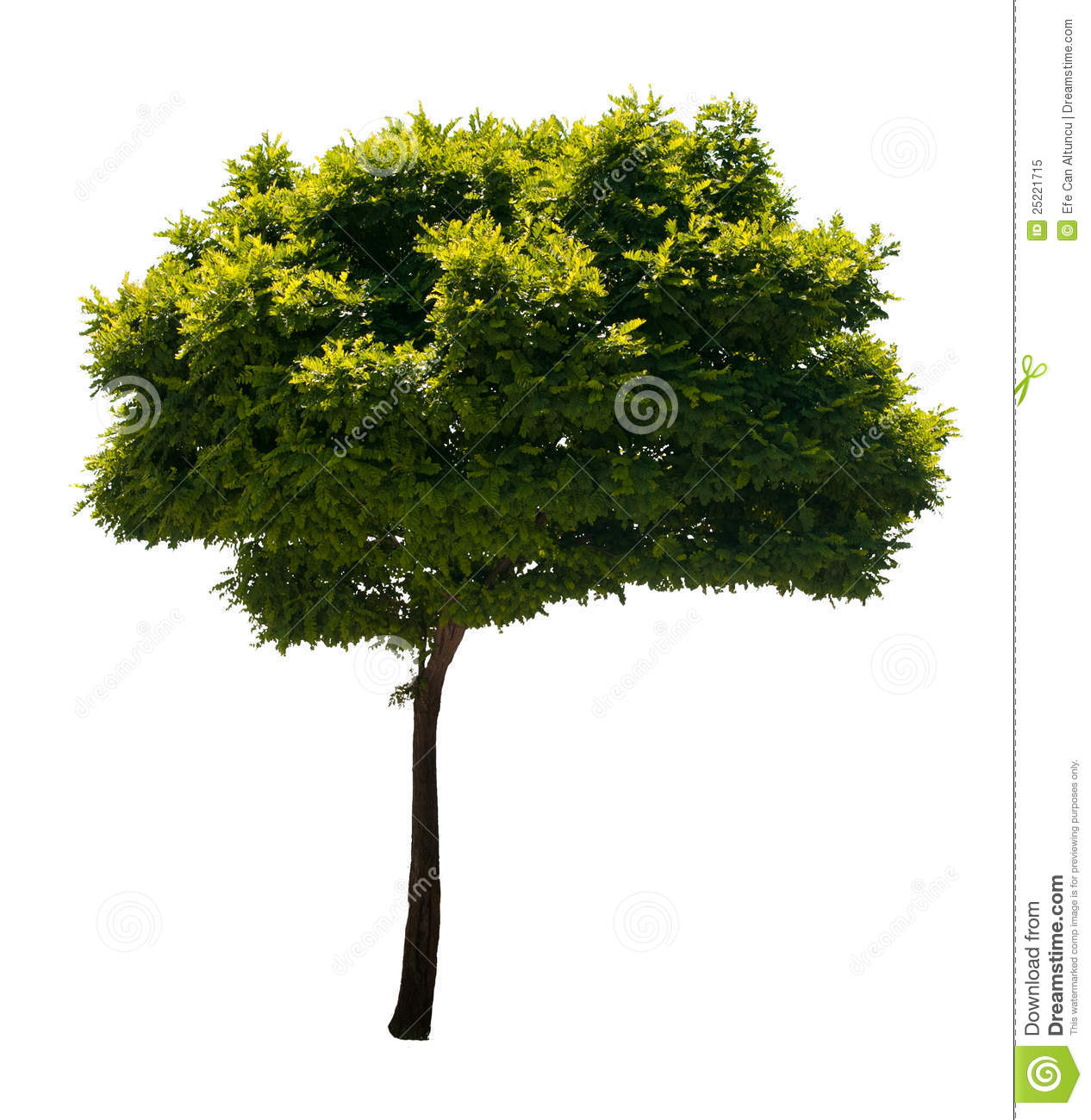 Trees Transparent Stock