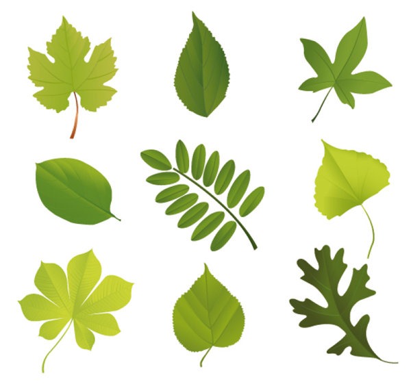Different Tree Leaves Shapes