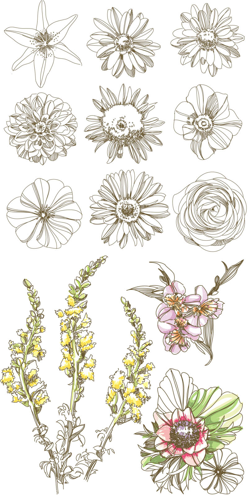 Free Vector Flowers