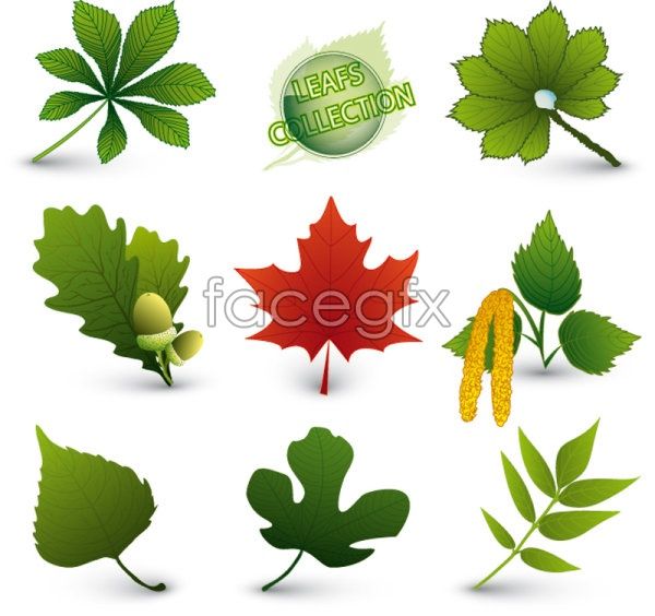 Free Vector Leaves