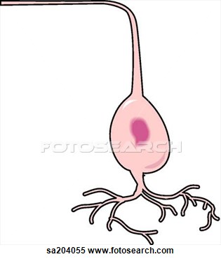 Ganglionic Layer of Retina Ganglionic Layer of Retina