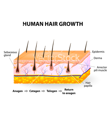 Hair Growth Diagram