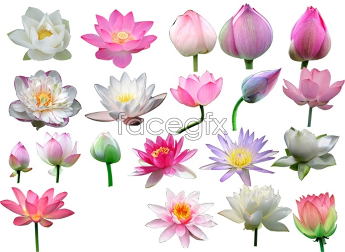 Lotus Flower & Bud