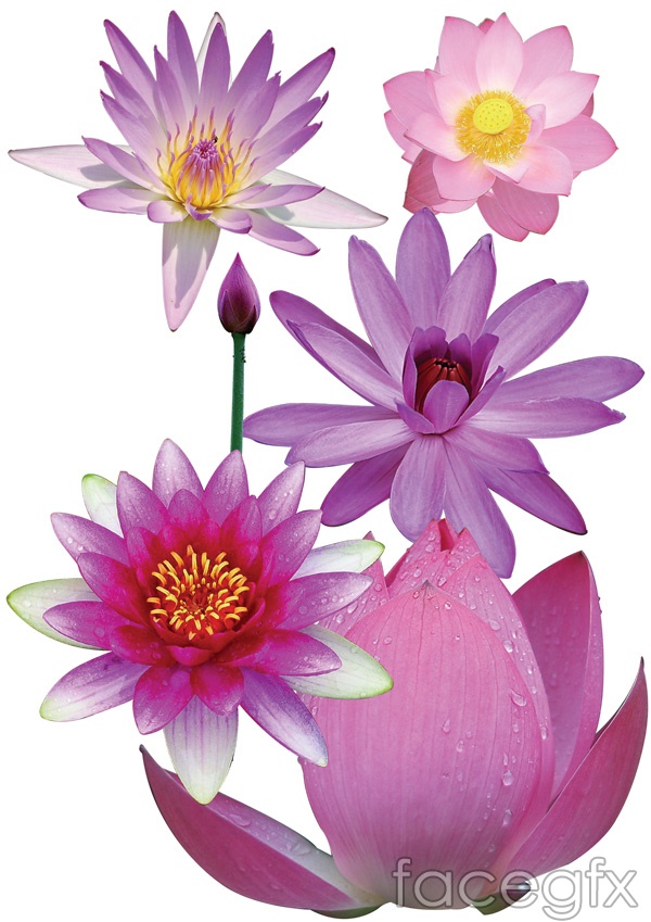 Lotus Flower Photoshop