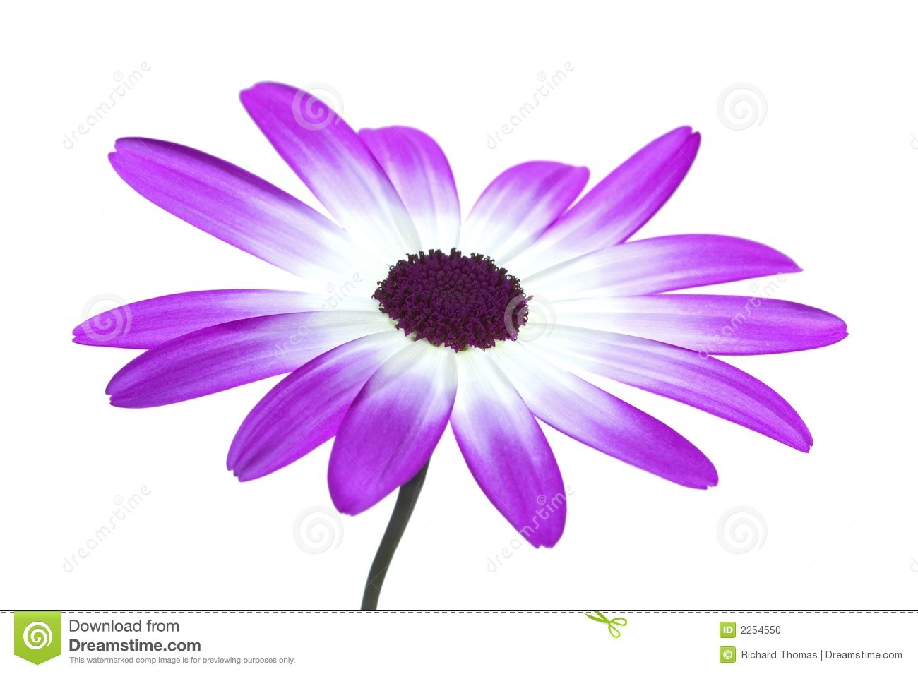 Senetti Annual Perennial