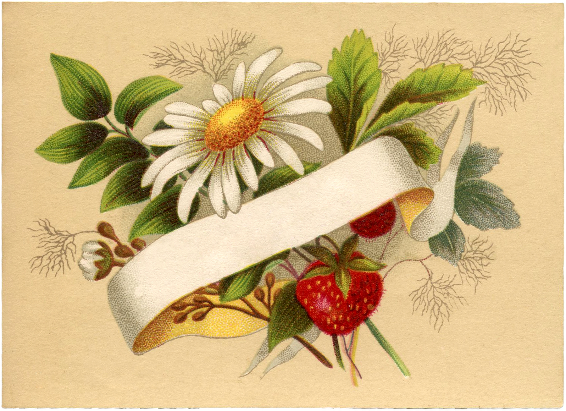 Strawberries Graphics Fairy Vintage Labels