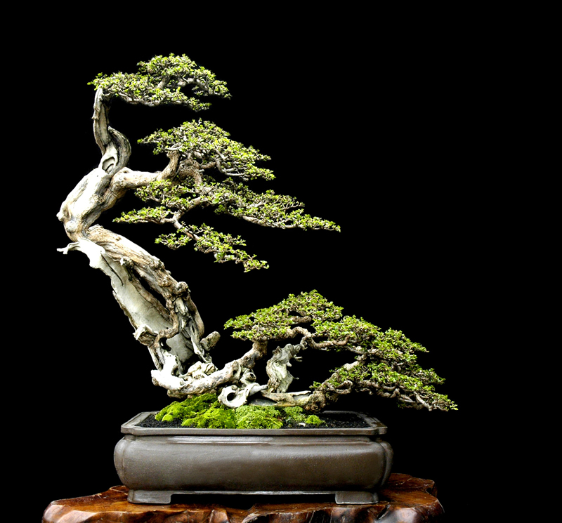 The Art of Bonsai Design